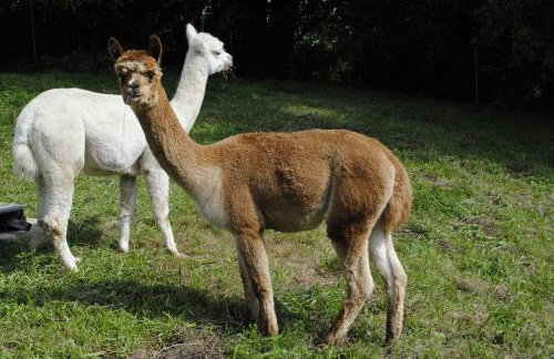 FeWo "AlpakaZeit" im ökologischen Holzhaus mit traumhafter Aussicht und Alpakas - Foto 21