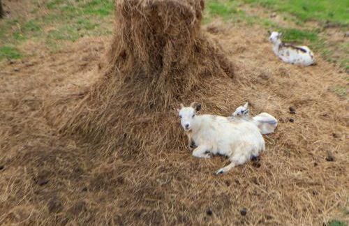 Sprinks Farm - Foto 47