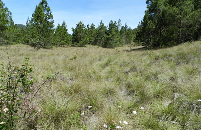 Villa Pajon Eco Lodge - Foto 59