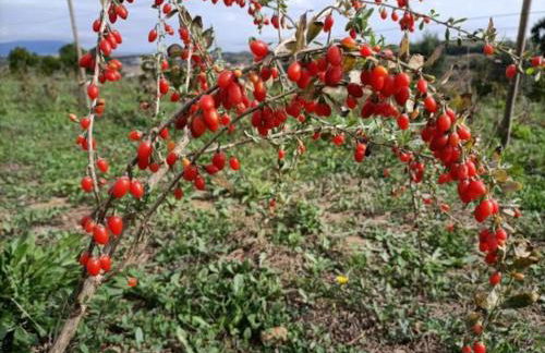 Quinta da Estima - Foto 65