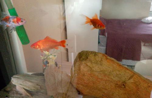 Recanto da Frida - Foto 19