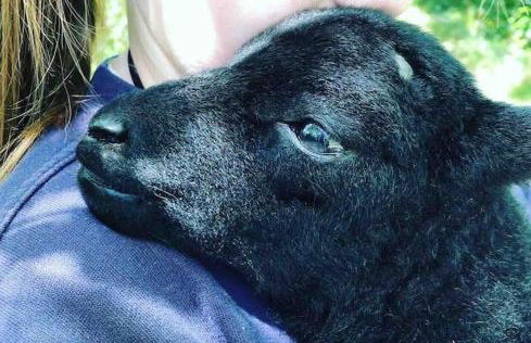 Bramble Cottage on the edge of Exmoor - Foto 38