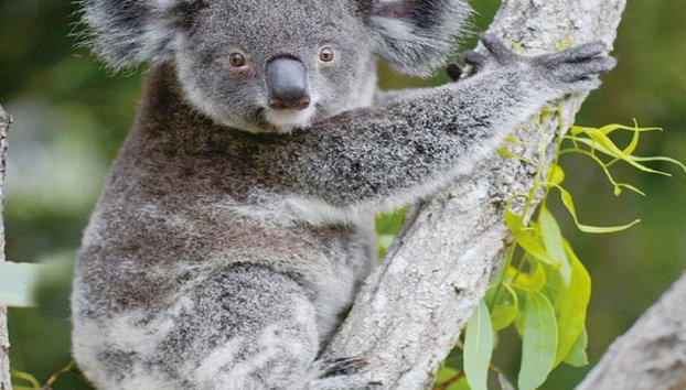 Croc Express vers le zoo d'Australie - Photo 2