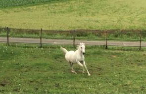 Appartamento in cascina -la cascinetta di Ali- - Foto 37