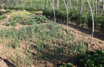 Apartment 'Tommaso' mit Schwimmbad by Interhome - Foto 45