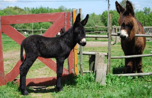 Casa da Cisterna - Foto 63