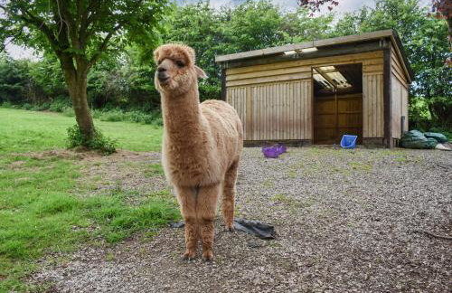 Pine Lodge - Uk30007 - Foto 25