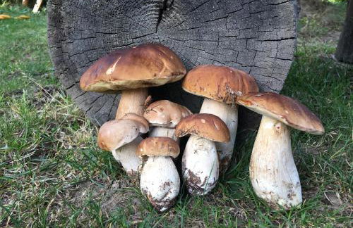 Agroturystyka Pod Modrzewiem - Babia Góra - Foto 32