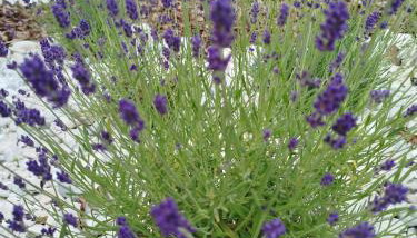 Apartament Lawendowy - Foto 5, Garden, Garden view