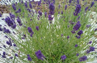 Apartament Lawendowy - Foto 5