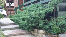 Domek letniskowy Pod brzozami Pszczew - Foto 2