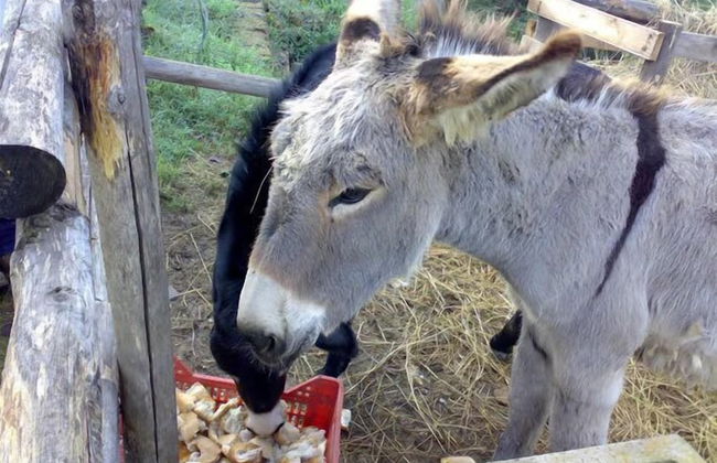 La Vecchia Fattoria - Foto 57