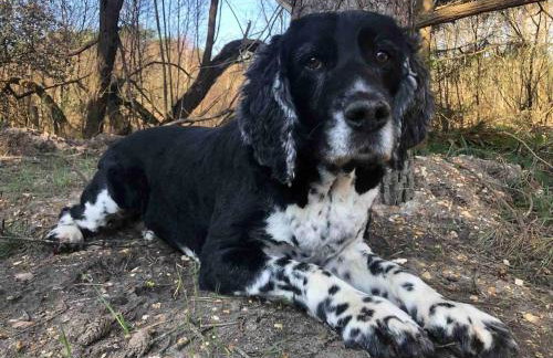 Ashbourne Cottage - Foto 66