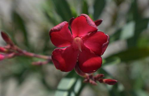 Palmengarten - Foto 54