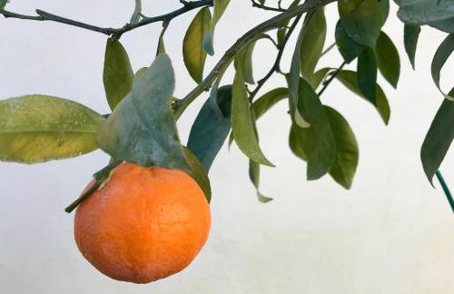 UTOPIA RESIDENCES Kazantzakis House - Photo 11