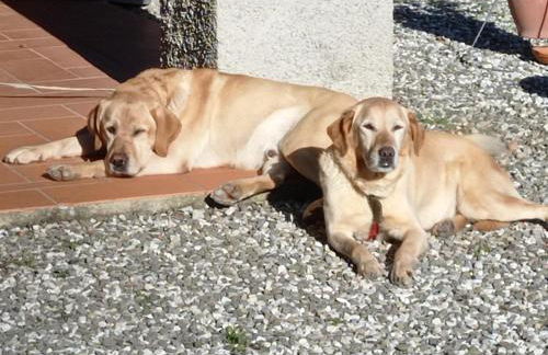 Cottage in Pescia with Pool & Garden - Foto 40