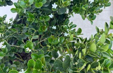 CARISSA SUITES a - Foto 16