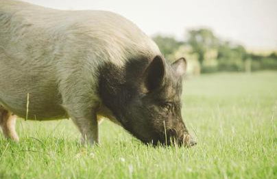 The Lodge at Greenbank Farm - Foto 31