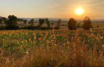 Il Querciolo - Azienda biologica, Agriturismo e Cantina - Foto 50