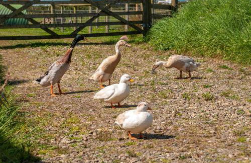 Carn Llidi Cottage - Photo 12