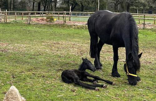 The Burrow, Oradour ST Genest - Foto 17