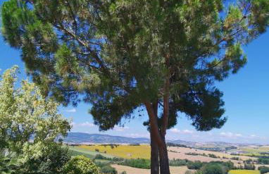 Villa Giulia, a splendid farmhouse in the Marche region - Foto 52