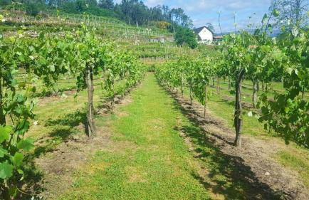 Charming villa in Cividade, 150 m² with private pool - Foto 21