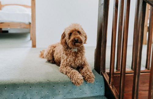 Treleddyn Farmhouse - Photo 65