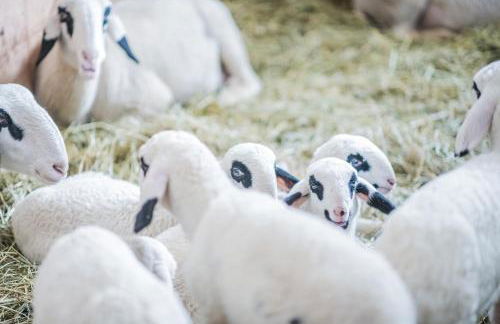 Pichlerhof - Foto 22