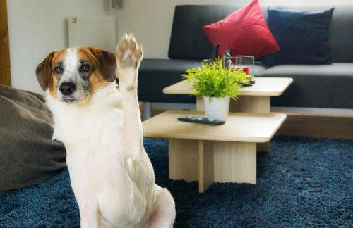 Besondere Ferienwohnung Spirit auf idyllischem Reiterhof nahe Burg Eltz - Foto 20