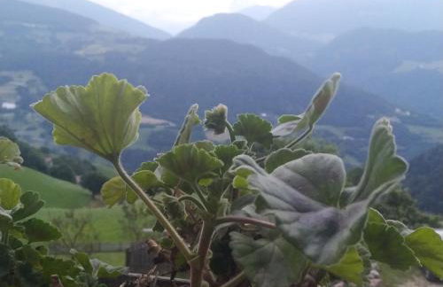 Mitterhofer Appartements - Foto 6