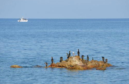 The fig tree house - Foto 47