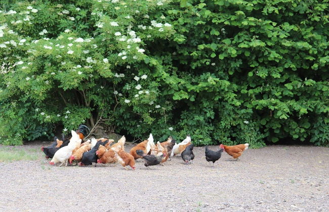 4 Person Holiday Home in Munka-ljungby-by Traum - Foto 23