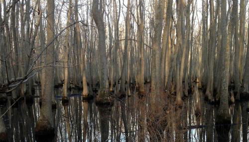 Beautifully Furnished Barn Getaway Located on a Sustainable Living Farm near Metropolis, Illinois - Foto 3