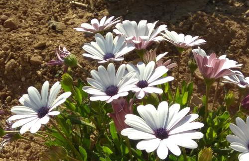 PALACE Mountain view - Foto 19