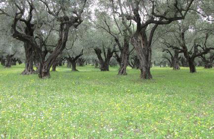 Palirria Hotel & Studios - Photo 49