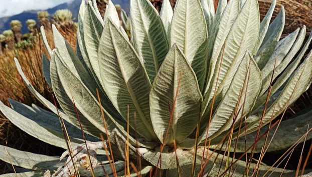 Excursión al páramo de Ocetá - Foto 4, Frailejón típico del páramo de Ocetá