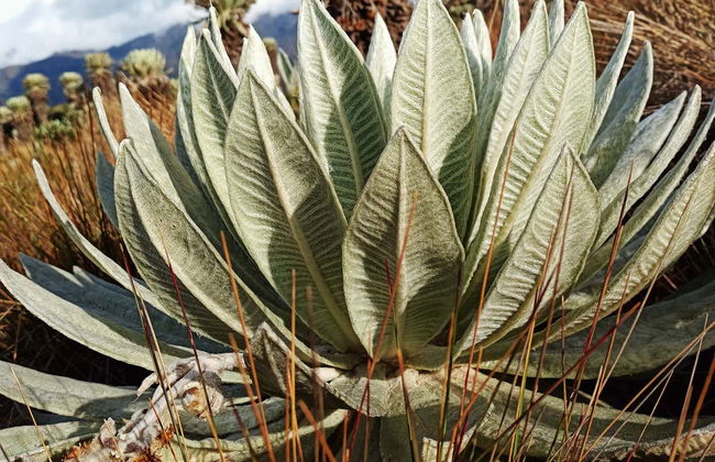 Excursion au Páramo d'Ocetá - Photo 4
