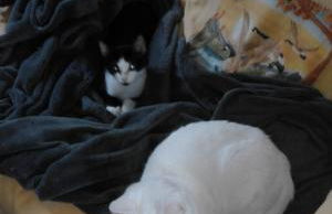 Casa Ramonda - Foto 14