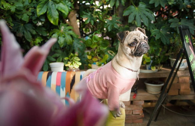 Lijiang X.ann Blossom inn - Foto 32