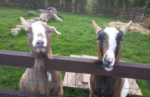 The Willow (Alton Towers, Animals, Peak District) - Foto 39