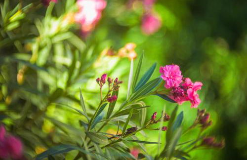 2705 - Schicke Villa in Santa Ponsa Nova - Foto 22