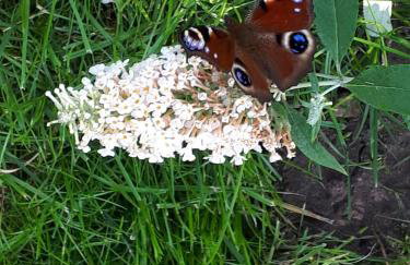 Zum Eulennest - Foto 26