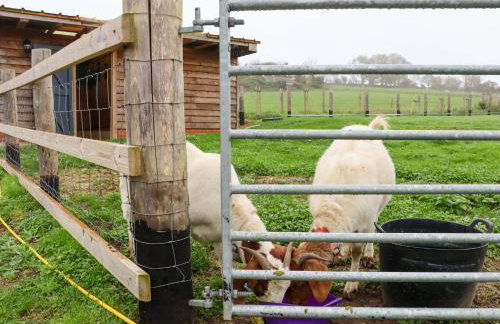 Bee Cottage - Foto 23