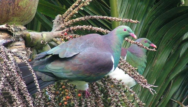 Vida salvaje en Auckland - Foto 2