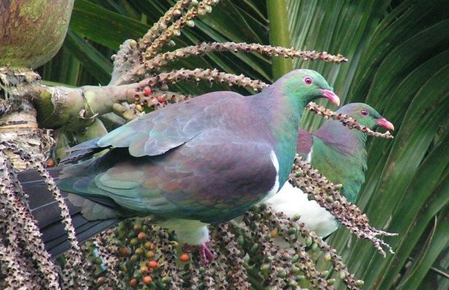 Vida salvaje en Auckland - Foto 2