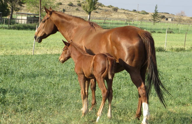 Morning Glory Cottages - Foto 74