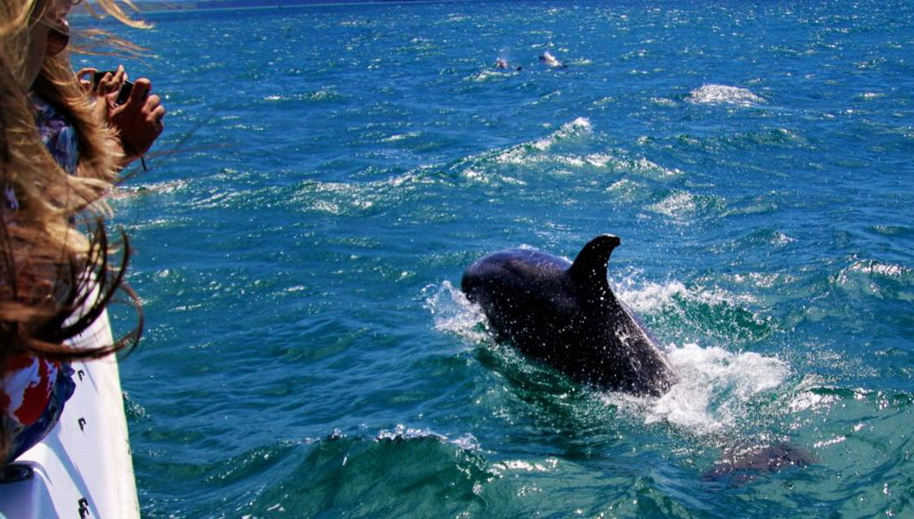 Dolphin Watching Boat Tour - Photo 1