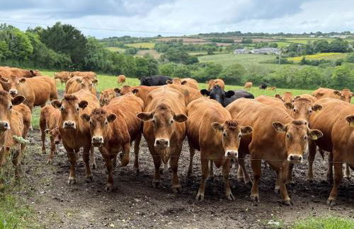 The Old Piggery, countryside barn with hot tub - Foto 6