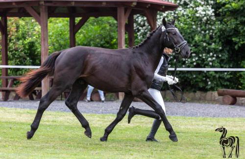 Vigor Horses - Foto 29